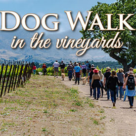 Dog Walk in the Zaca Mesa Vineyard